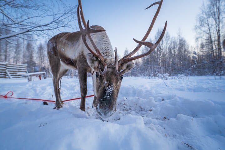 Kuoksa Reindeer Adventure: Reindeer Sleigh Ride Through Rovaniemi's Arctic Forest photo 3