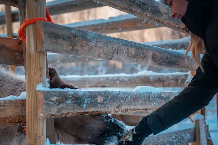 Kuoksa Reindeer Adventure: Reindeer Sleigh Ride Through Rovaniemi's Arctic Forest photo 4