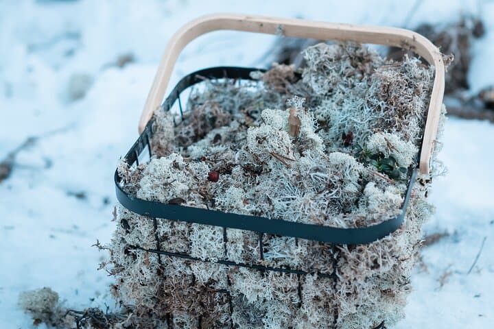 Kuoksa Reindeer Adventure: Reindeer Sleigh Ride Through Rovaniemi's Arctic Forest photo 5