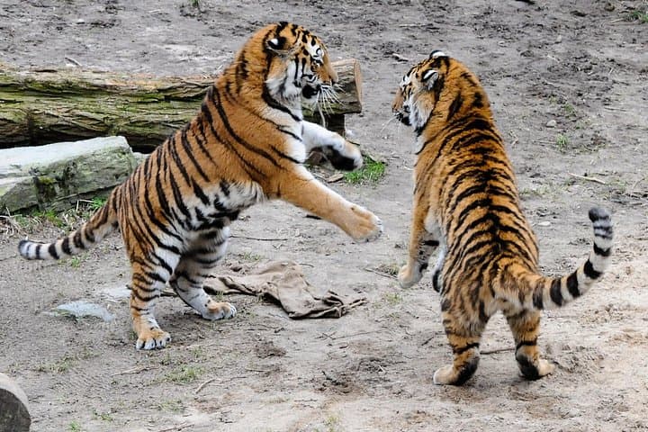 Golden Triangle & Ranthambore: 8-Day Delhi, Agra, Jaipur and Tiger Safari photo 1
