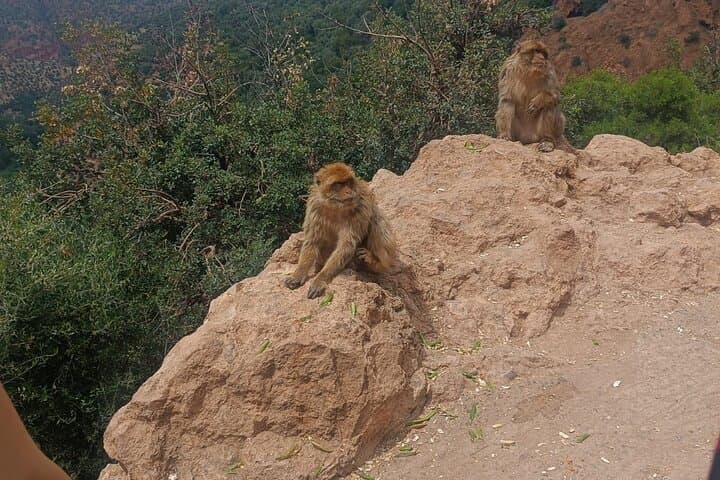 Ouzoud Waterfalls Day Trip from Marrakech — Cascadas de Ouzoud Guide photo 5