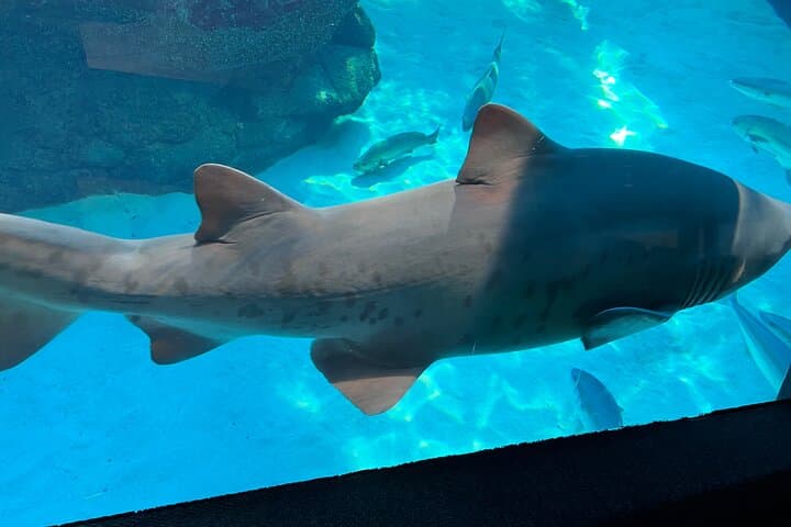 Robben Island & Two Oceans Aquarium Guided Tour – Cape Town Ferry, History & Wildlife