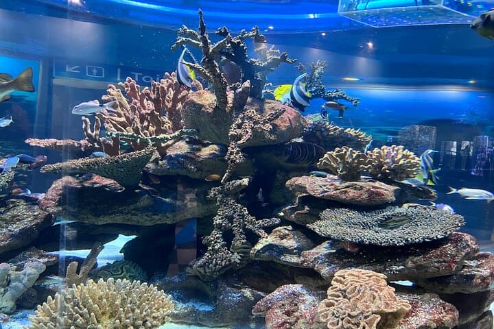 Robben Island & Two Oceans Aquarium Guided Tour – Cape Town Ferry, History & Wildlife photo 2