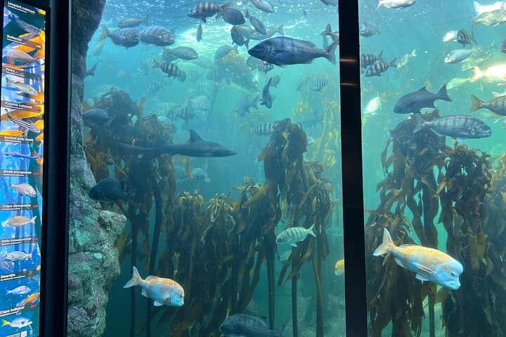 Robben Island & Two Oceans Aquarium Guided Tour – Cape Town Ferry, History & Wildlife photo 3