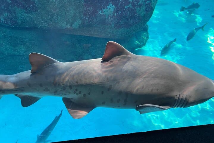 Robben Island & Two Oceans Aquarium Guided Tour – Cape Town Ferry, History & Wildlife photo 4