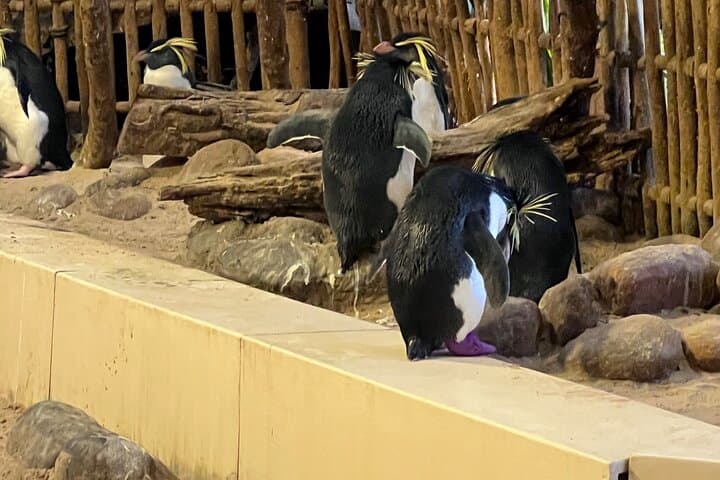 Robben Island & Two Oceans Aquarium Guided Tour – Cape Town Ferry, History & Wildlife photo 5