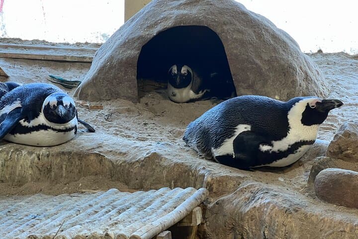 Robben Island & Two Oceans Aquarium Guided Tour – Cape Town Ferry, History & Wildlife photo 6