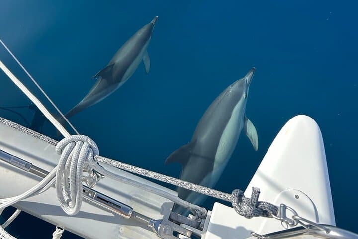 Catamaran Sailing from Duquesa: 3-Hour Costa del Sol Cruise with Dolphins, Tapas & Swim Stop