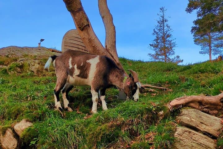 Bergen with a Local: Fløyen Views, Fantoft Stave Church & City Walk photo 3