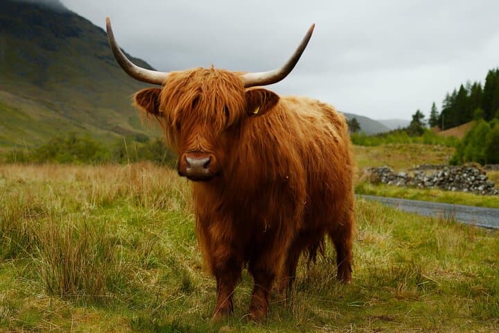 Edinburgh Private 4-Hour Highlights and Hidden Gems Tour photo 4