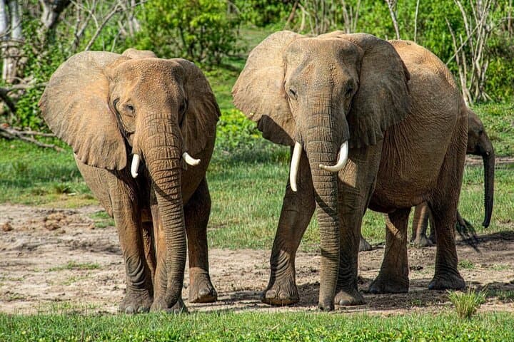 15-Day Uganda Chimp & Gorilla Safari with Nile White-Water Rafting photo 4