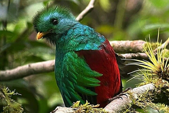 Monteverde Cloud Forest Nature Day Tour — Hummingbirds, Hanging Bridges & Guided Hikes photo 3