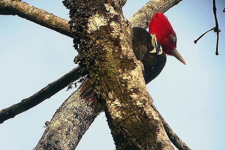 Monteverde Cloud Forest Nature Day Tour — Hummingbirds, Hanging Bridges & Guided Hikes photo 4