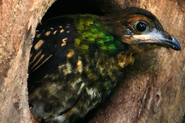 Monteverde Cloud Forest Nature Day Tour — Hummingbirds, Hanging Bridges & Guided Hikes photo 5