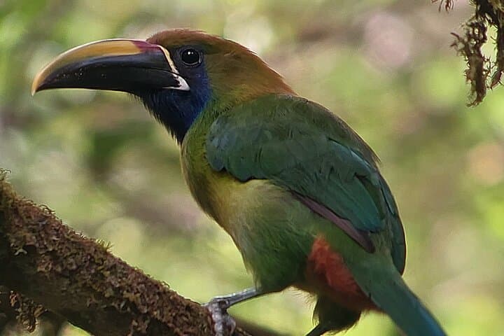 Monteverde Cloud Forest Nature Day Tour — Hummingbirds, Hanging Bridges & Guided Hikes photo 6