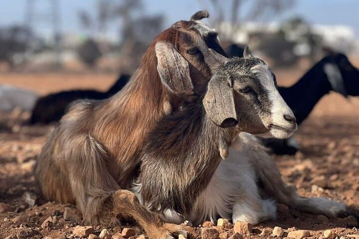 Agadir Morning Excursion: See Goats in Argan Trees, Argan Co-ops & Medina Walk