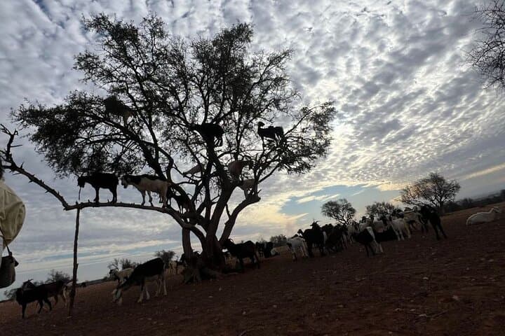 Agadir Morning Excursion: See Goats in Argan Trees, Argan Co-ops & Medina Walk photo 3