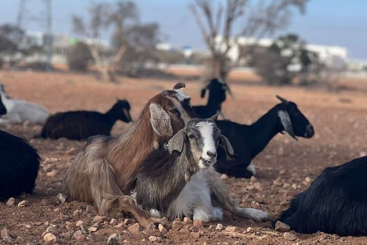 Agadir Morning Excursion: See Goats in Argan Trees, Argan Co-ops & Medina Walk photo 4
