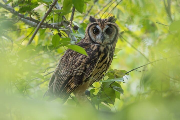 Birdwatching in Turbaco's Tropical Dry Forest — Birding Near Cartagena