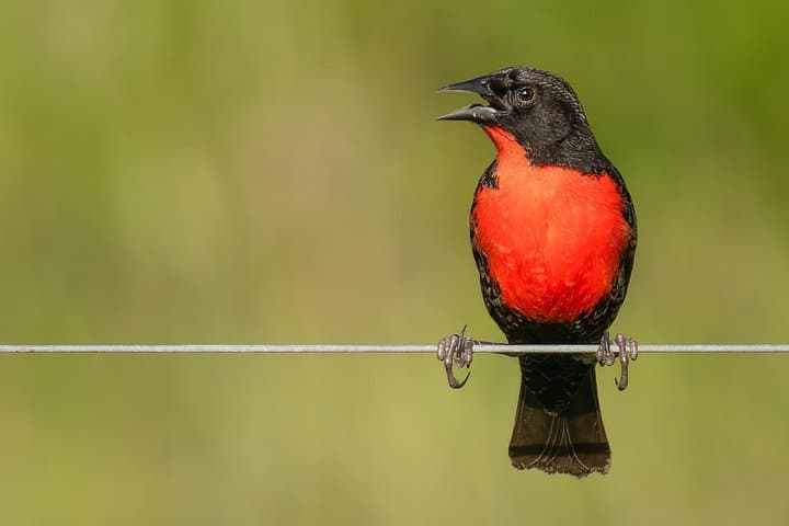 Birdwatching in Turbaco's Tropical Dry Forest — Birding Near Cartagena photo 4
