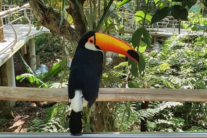 Iguazu Falls Brazil: Panoramic Waterfalls & Parque das Aves Day Tour photo 2