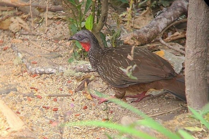 Birdwatching in Minca: Guided Birding Tour in the Sierra Nevada de Santa Marta photo 3