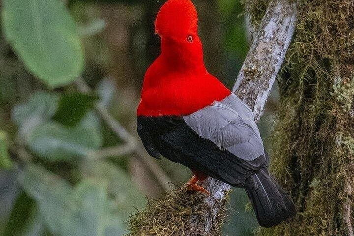 Full-Day Mindo Birdwatching Tour from Quito — Cock-of-the-Rock & Hummingbirds
