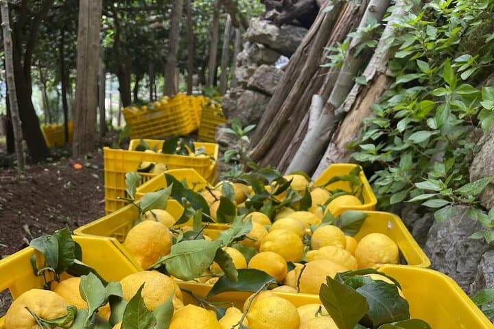 Sentiero dei Limoni: Maiori Lemon Path Tour & Tasting on the Amalfi Coast