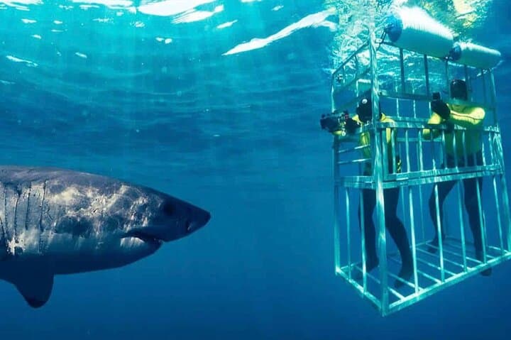 Hermanus Whale Watching and Hemel en Aarde Wine Tour from Cape Town photo 2