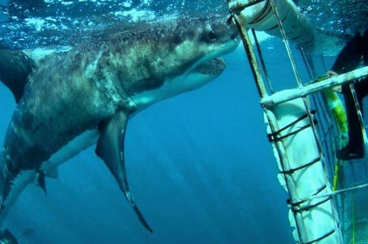 Hermanus Whale Watching and Hemel en Aarde Wine Tour from Cape Town photo 4