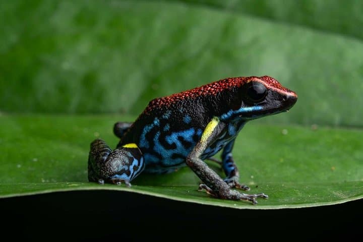 Night Frog Walk in Kubah National Park: Twilight Rainforest Frog Safari photo 1
