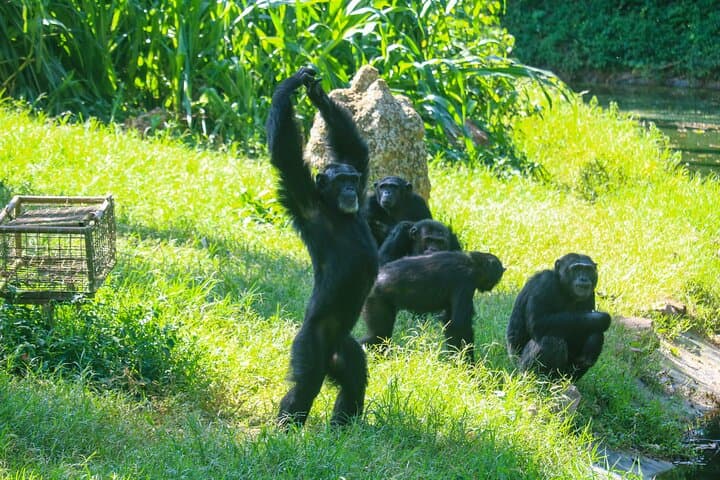 Explore Entebbe on Foot: Botanical Gardens, Market & Wildlife Walk photo 4