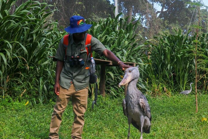 Explore Entebbe on Foot: Botanical Gardens, Market & Wildlife Walk photo 5