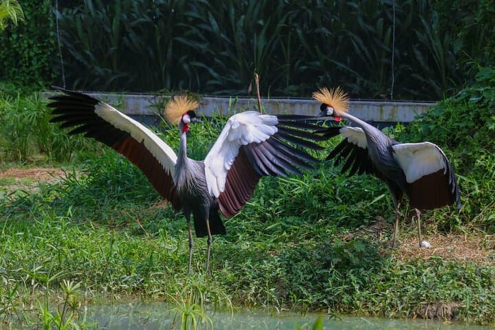 Explore Entebbe on Foot: Botanical Gardens, Market & Wildlife Walk photo 6