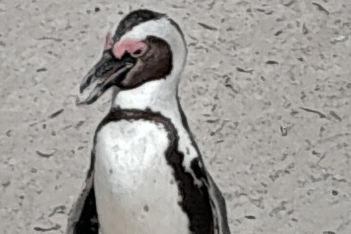 Robben Island, Penguin Colony & Cape of Good Hope: Private Cape Town Day Tour photo 4