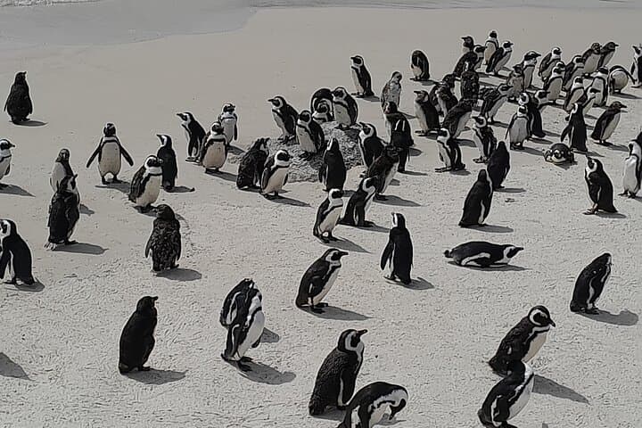 Robben Island, Penguin Colony & Cape of Good Hope: Private Cape Town Day Tour photo 5