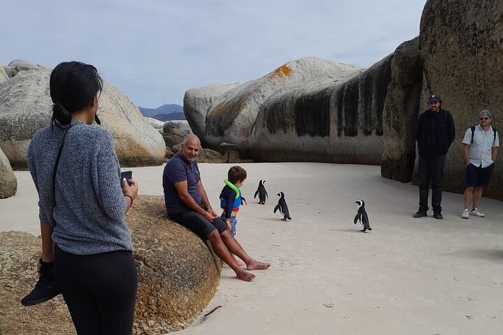 Robben Island, Penguin Colony & Cape of Good Hope: Private Cape Town Day Tour photo 6