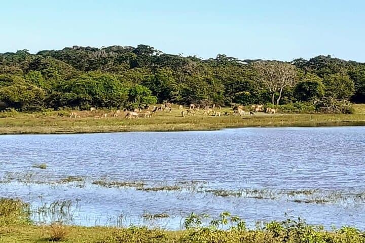 Yala National Park Safari from Galle & South Coast: Day Trip Guide photo 3