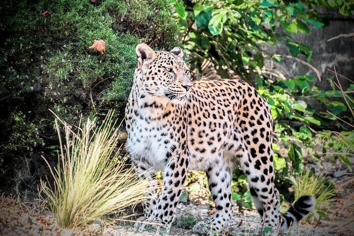 Yala National Park Safari from Galle & South Coast: Day Trip Guide photo 1