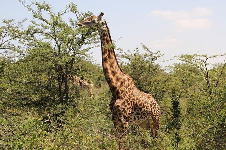 Explore Nairobi National Park: A Unique Urban Safari Near Kenya’s Capital photo 2