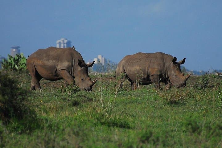Explore Nairobi National Park: A Unique Urban Safari Near Kenya’s Capital photo 3