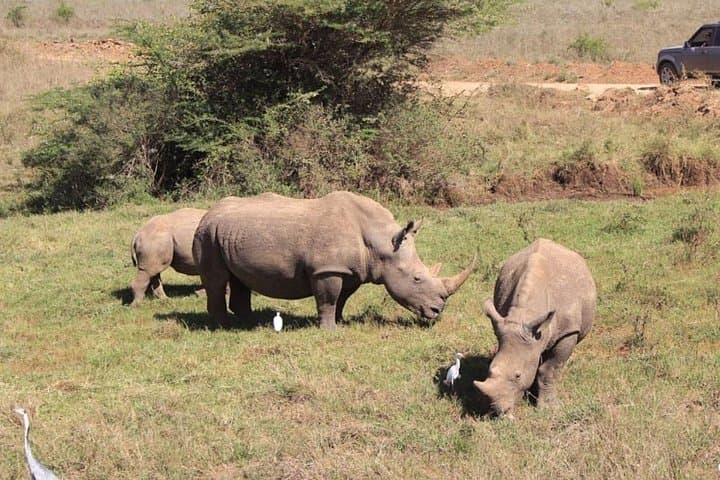 Explore Nairobi National Park: A Unique Urban Safari Near Kenya’s Capital photo 4