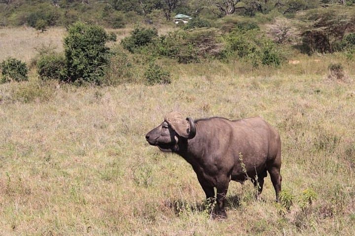 Explore Nairobi National Park: A Unique Urban Safari Near Kenya’s Capital photo 5