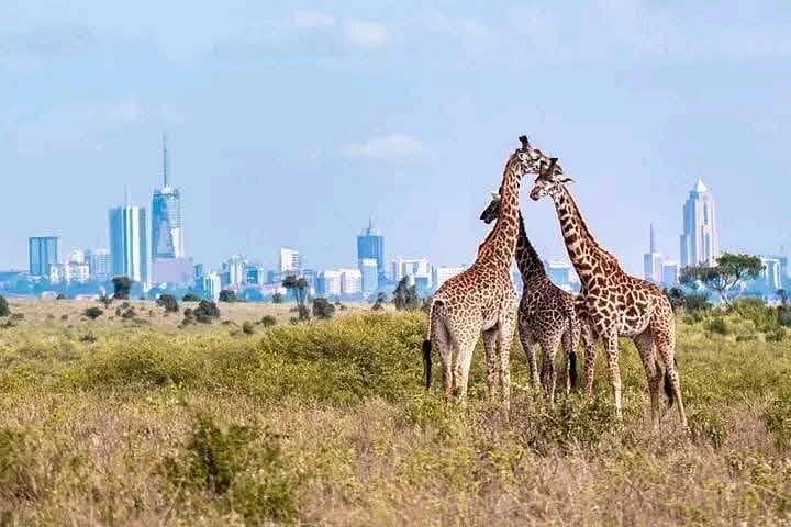 Explore Nairobi National Park: A Unique Urban Safari Near Kenya’s Capital photo 6