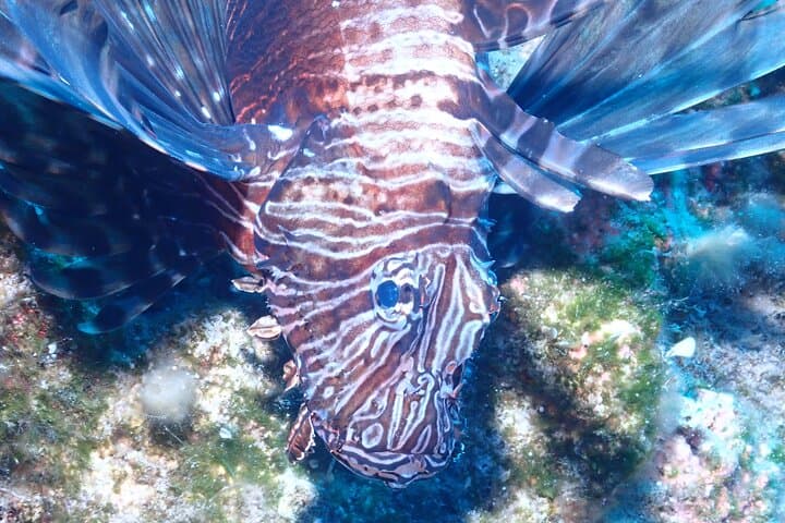 Jubilee Shoals Guided Boat Dives — Limassol SCUBA Adventure in Cyprus