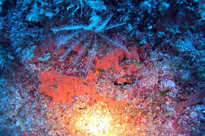 Jubilee Shoals Guided Boat Dives — Limassol SCUBA Adventure in Cyprus photo 4