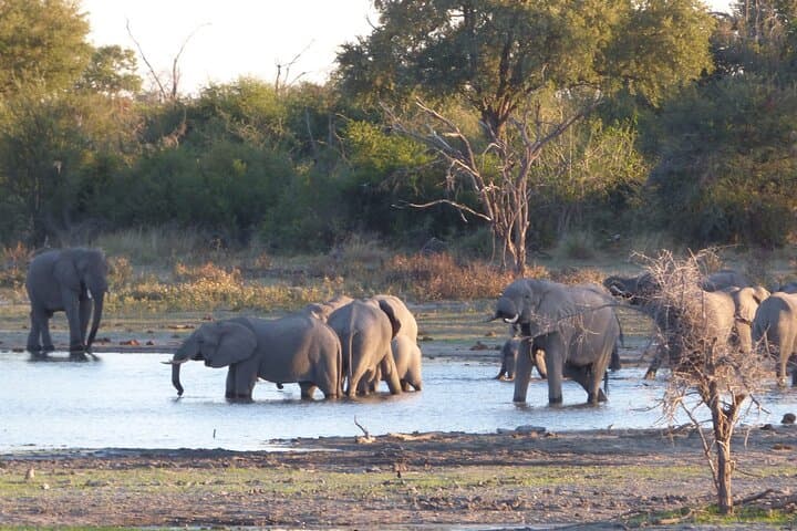 Luxury Okavango Delta Safari: 6-Day Gomoti & Khwai Wildlife Odyssey photo 3