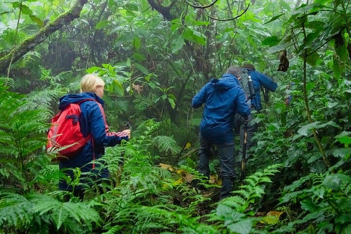 2-Day Mount Karisimbi Hiking Adventure: Summit Rwanda's Highest Volcano photo 3