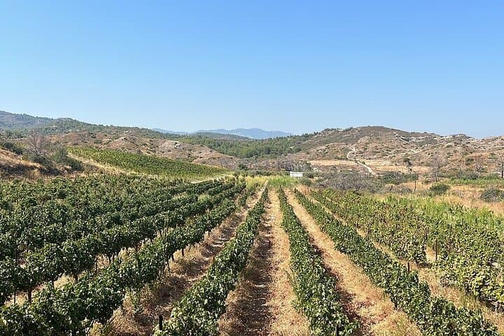 Private Rhodes Tour: Valley of the Butterflies & Local Winery Tasting photo 4