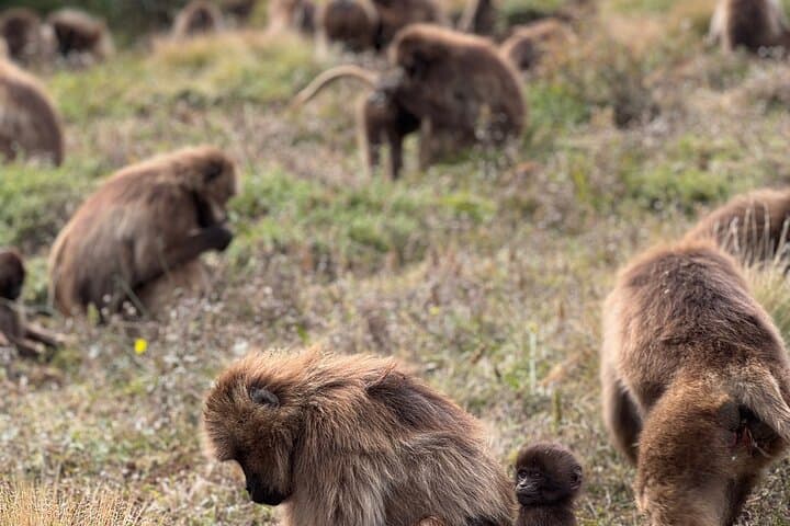 3-Day Simien Mountains Trek: Sankaber to Chennek and Jinbar Falls photo 2